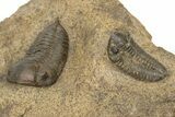 Cluster Of Ordovician Trilobites (Sokhretia?) - Erfoud, Morocco #131815-9